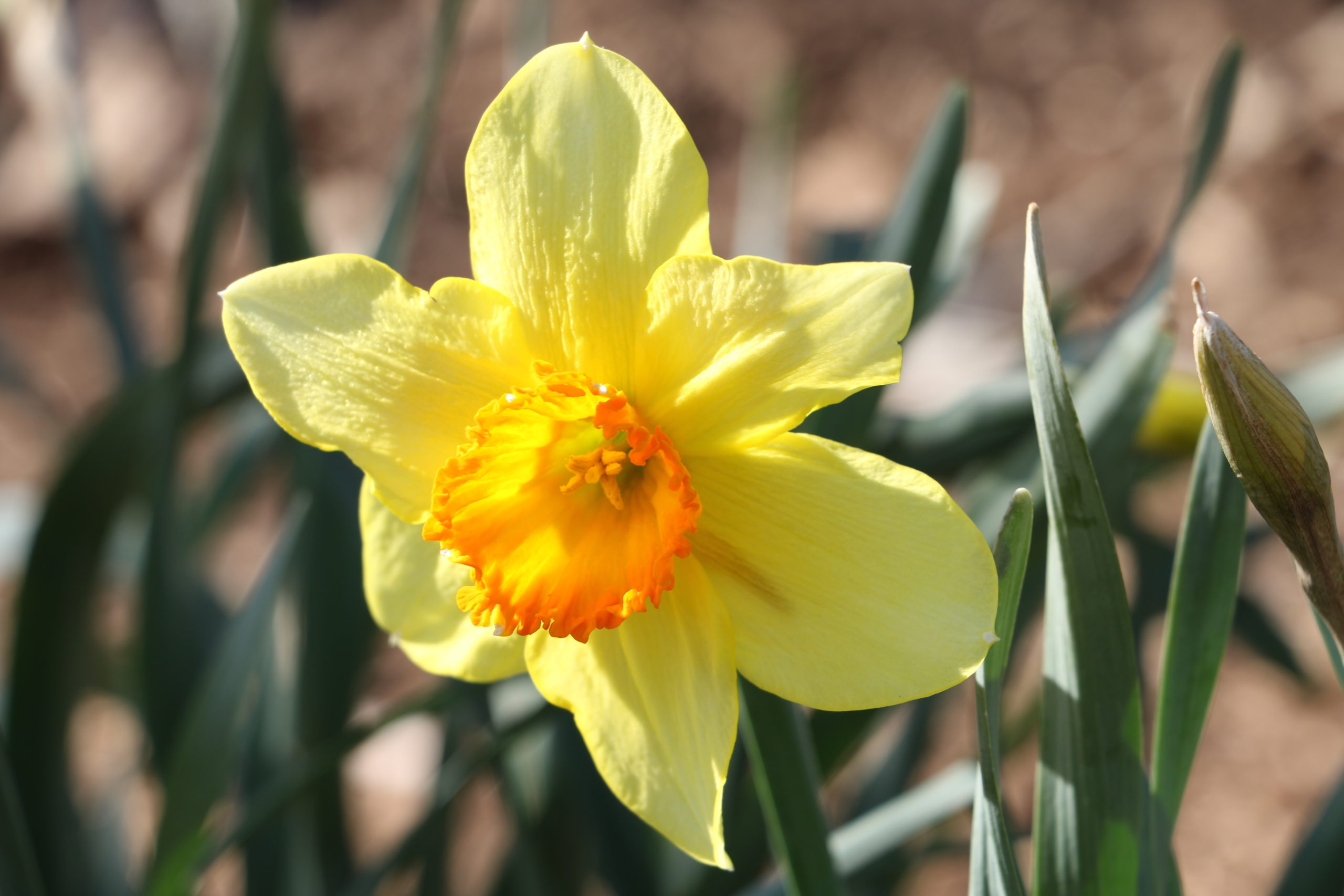 Daffodil