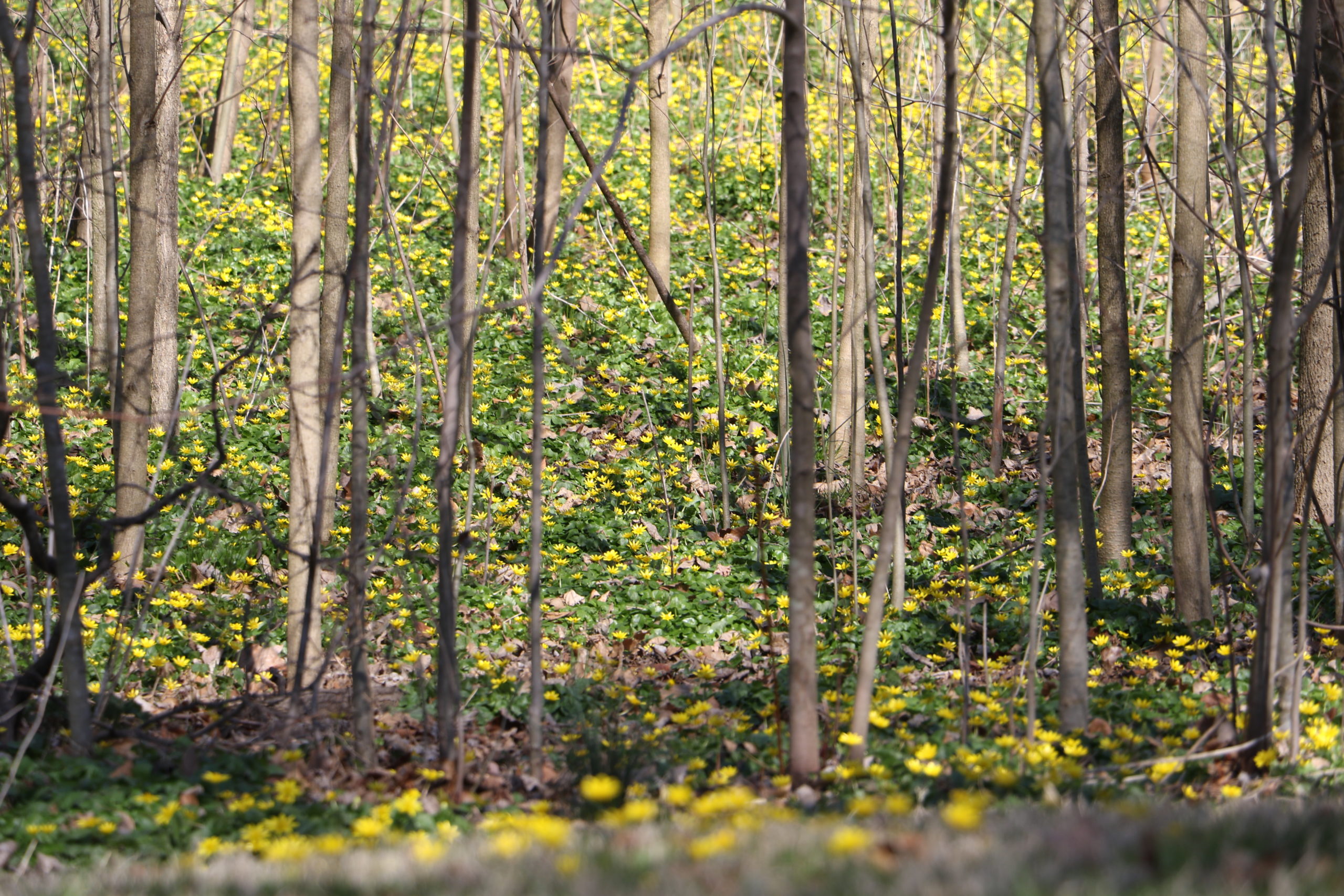 Dandelions