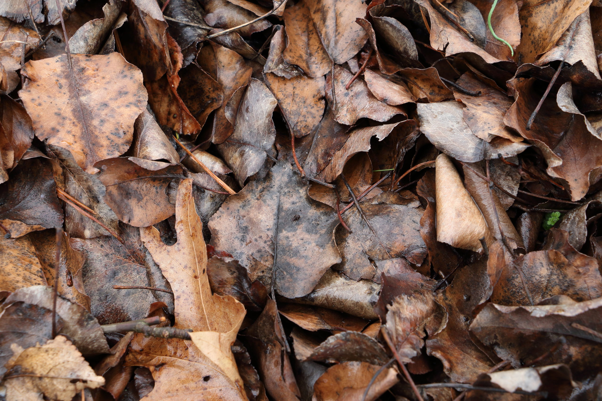 Organic Shape Leaves