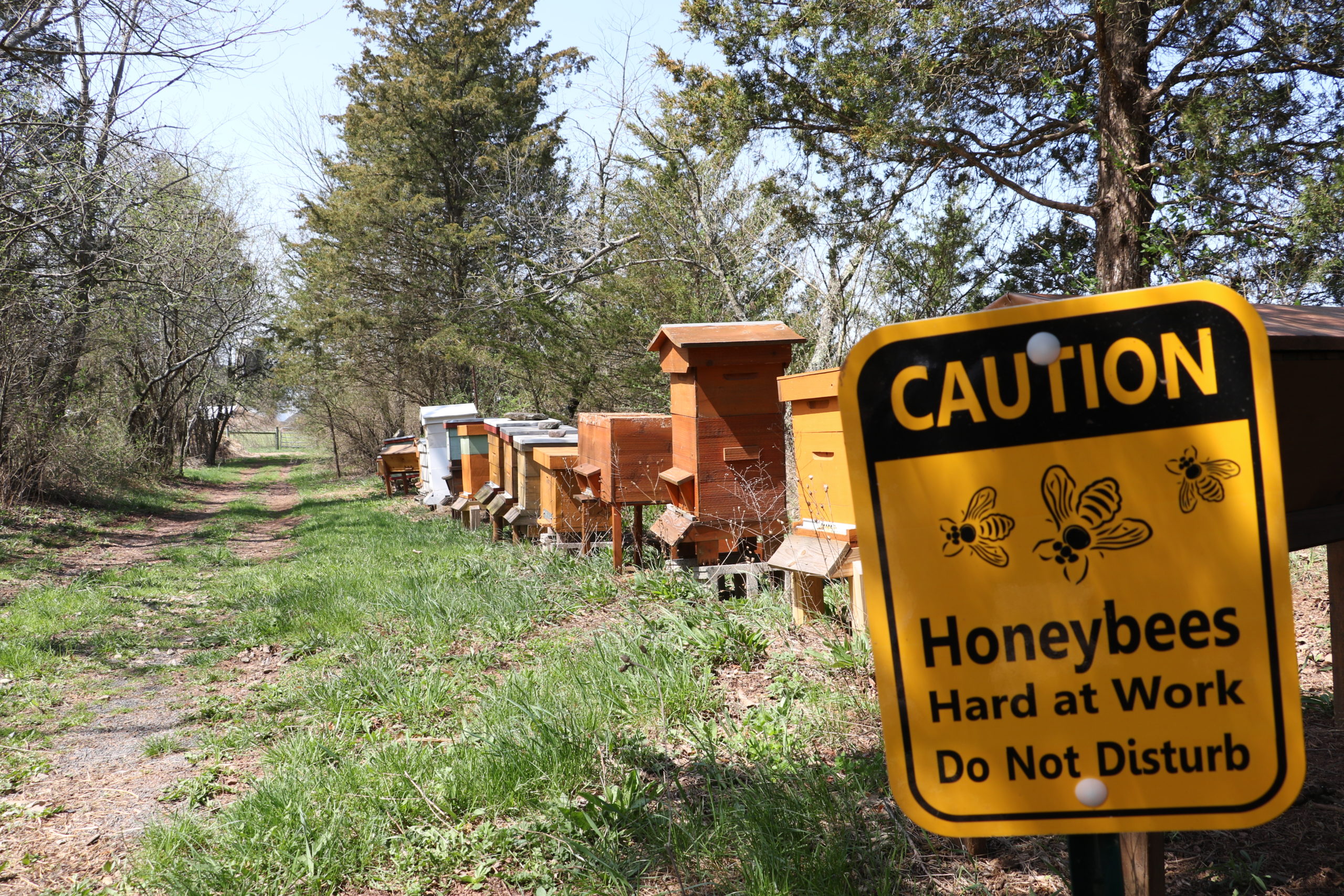 Honey Bees