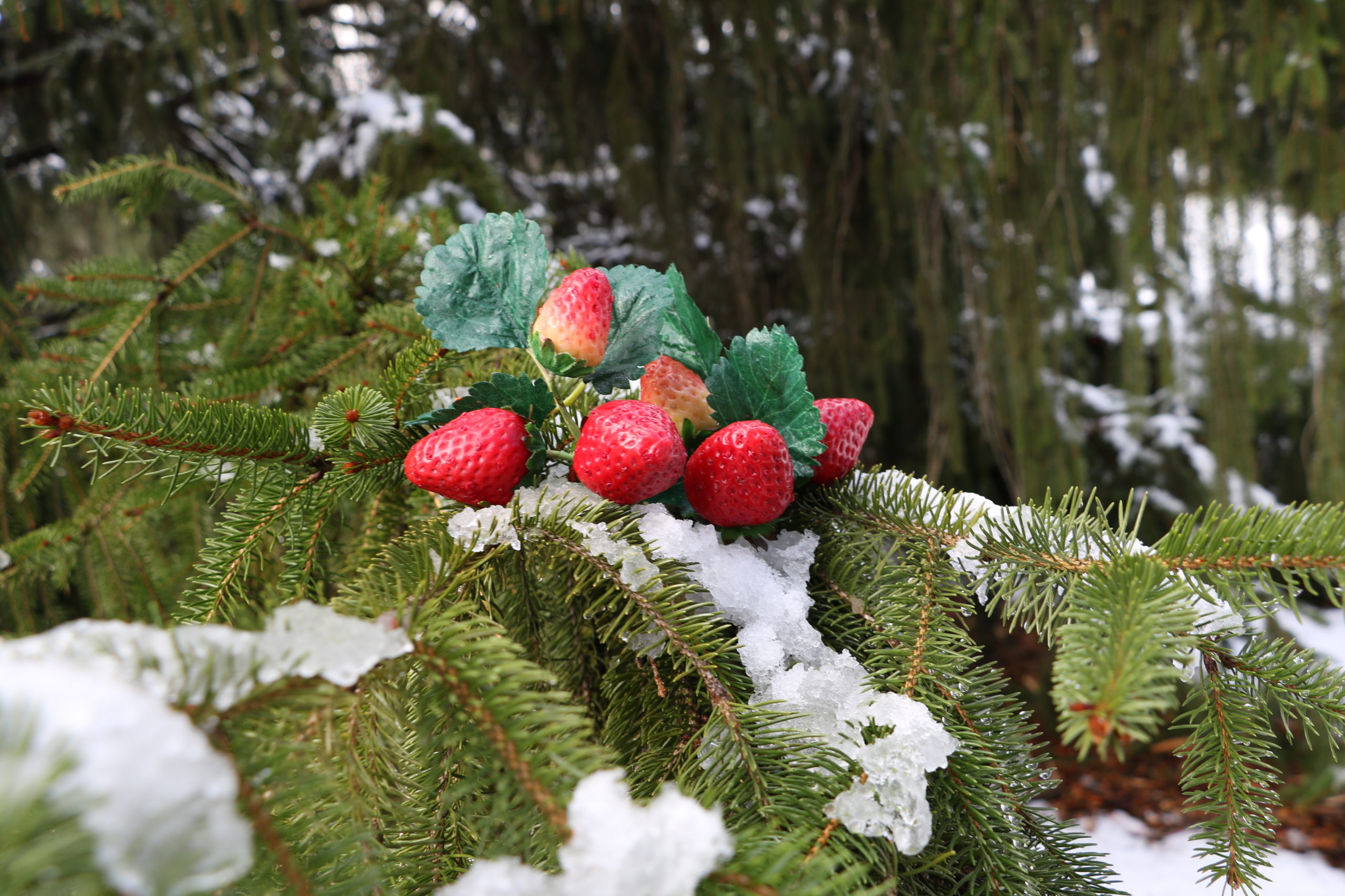 Strawberries