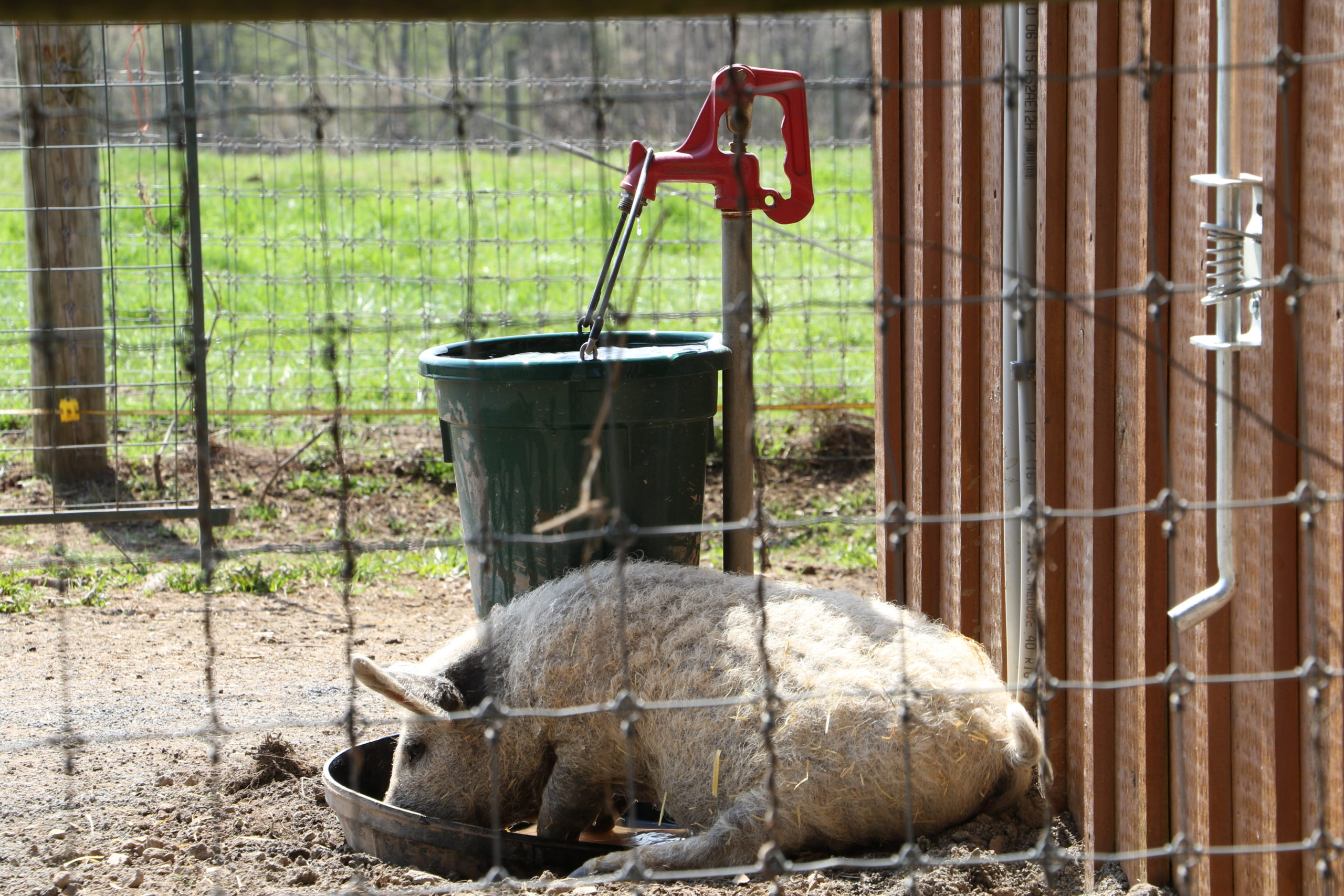 Thirsty Piggy