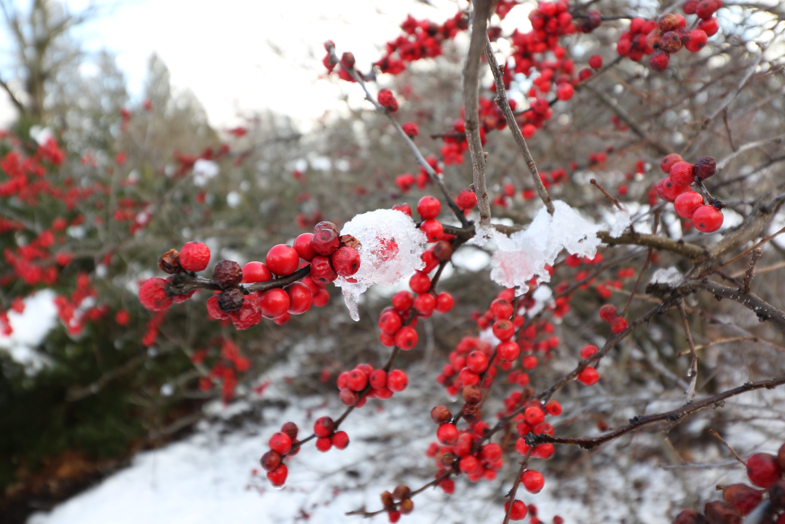 Winter Berries